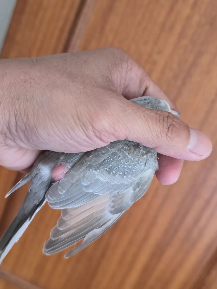 Bird - Image 3