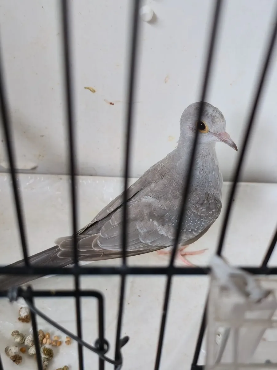 Bird - Image 1