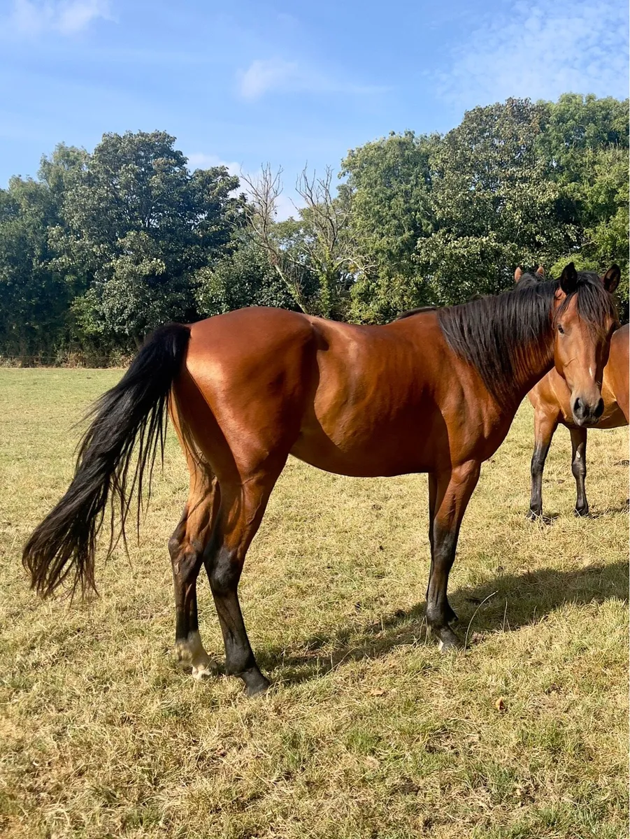 3 year old Gelding - Image 1