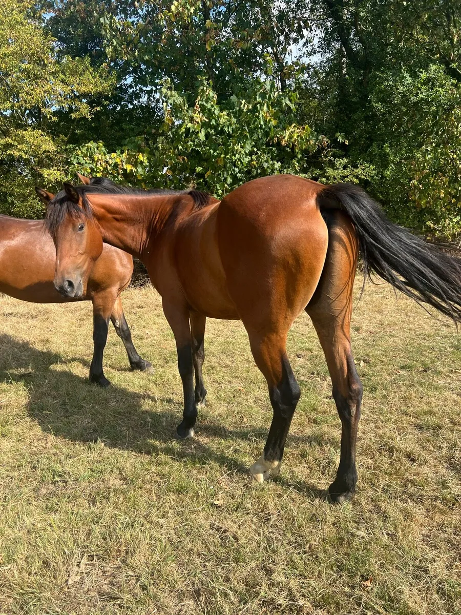 3 year old Gelding - Image 3