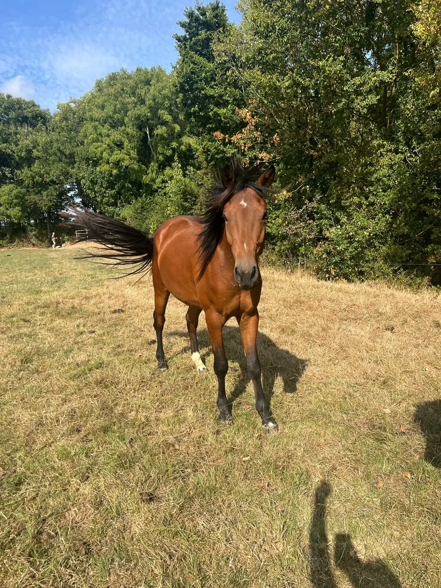 3 year old Gelding - Image 4