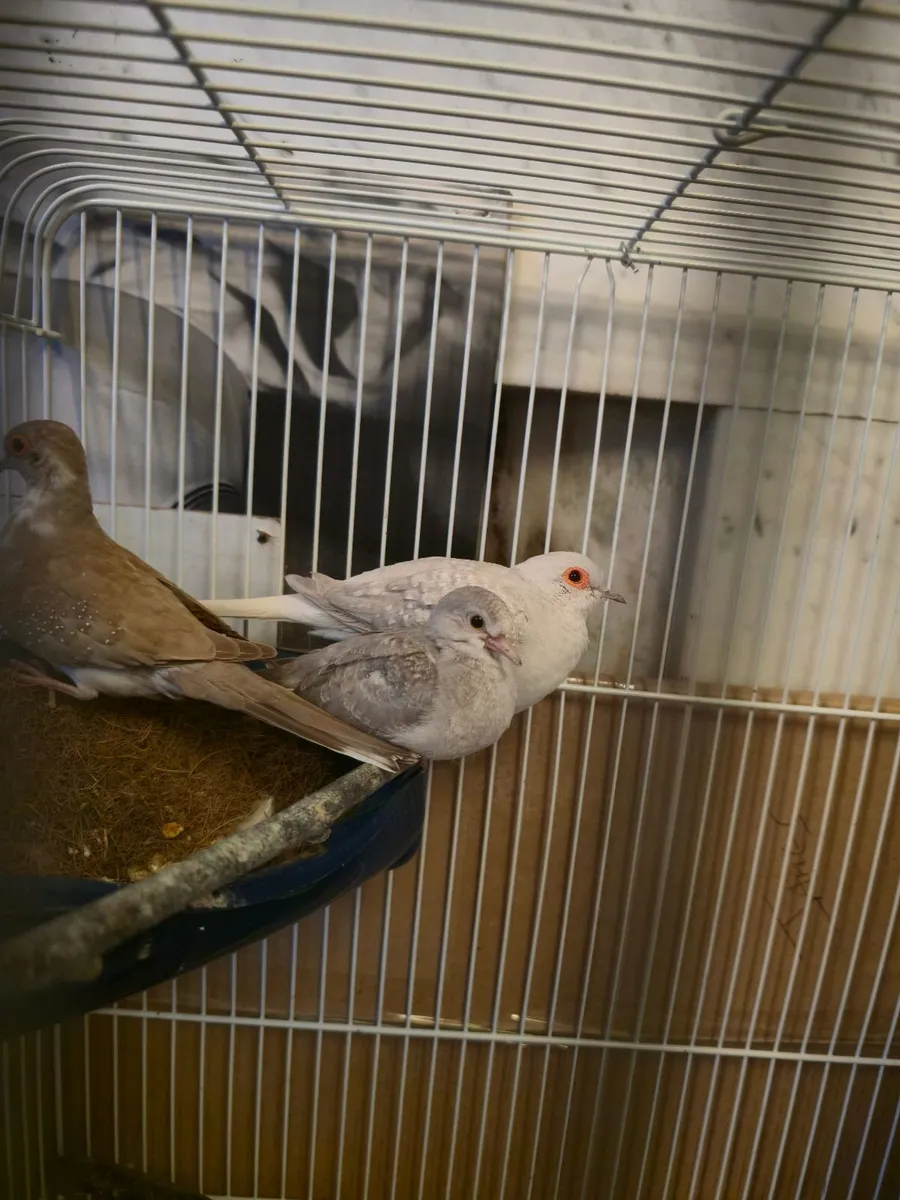 Bird - Image 4