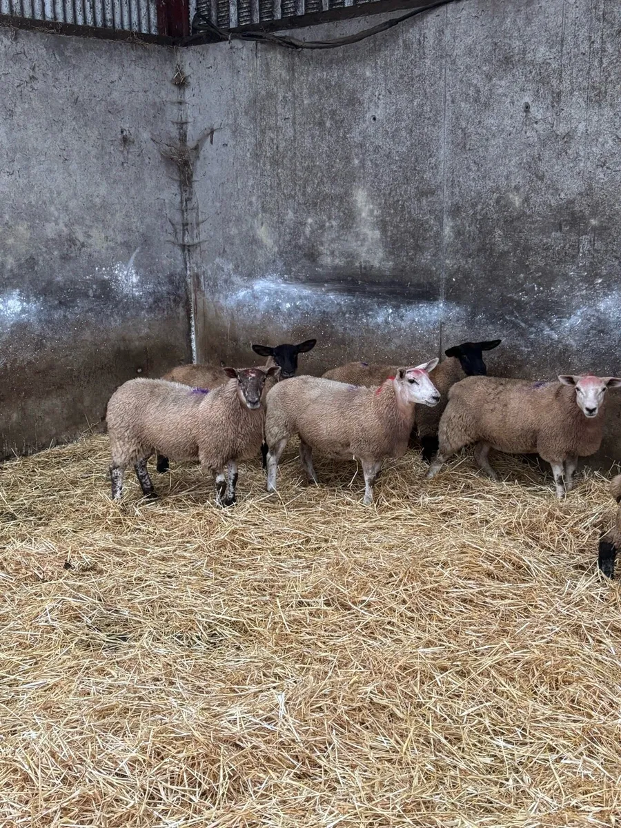 Suffolk x texel ewe lambs - Image 3