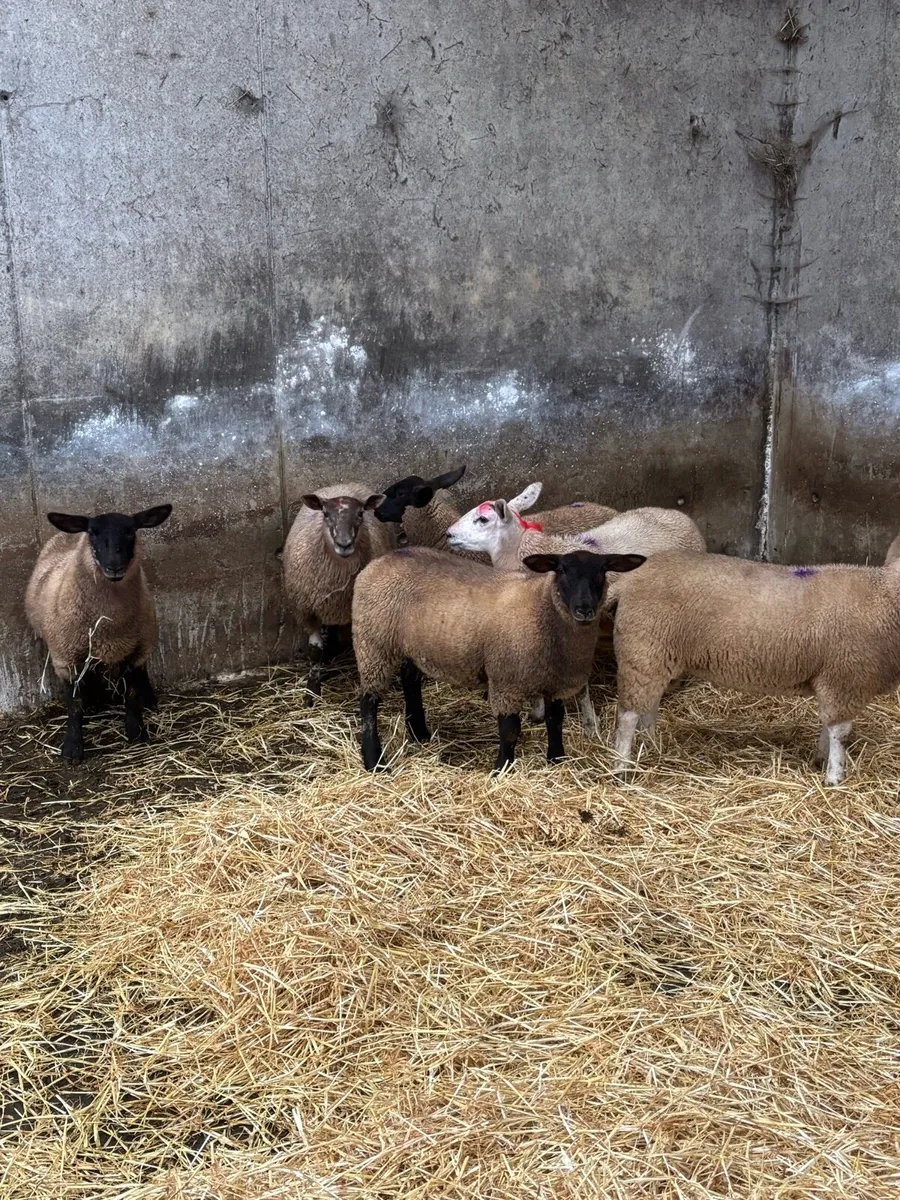 Suffolk x texel ewe lambs - Image 4