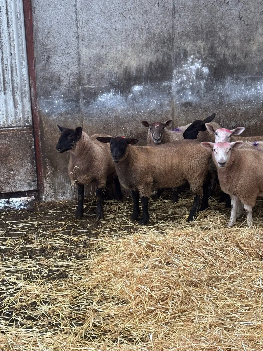 Suffolk x texel ewe lambs - Image 1