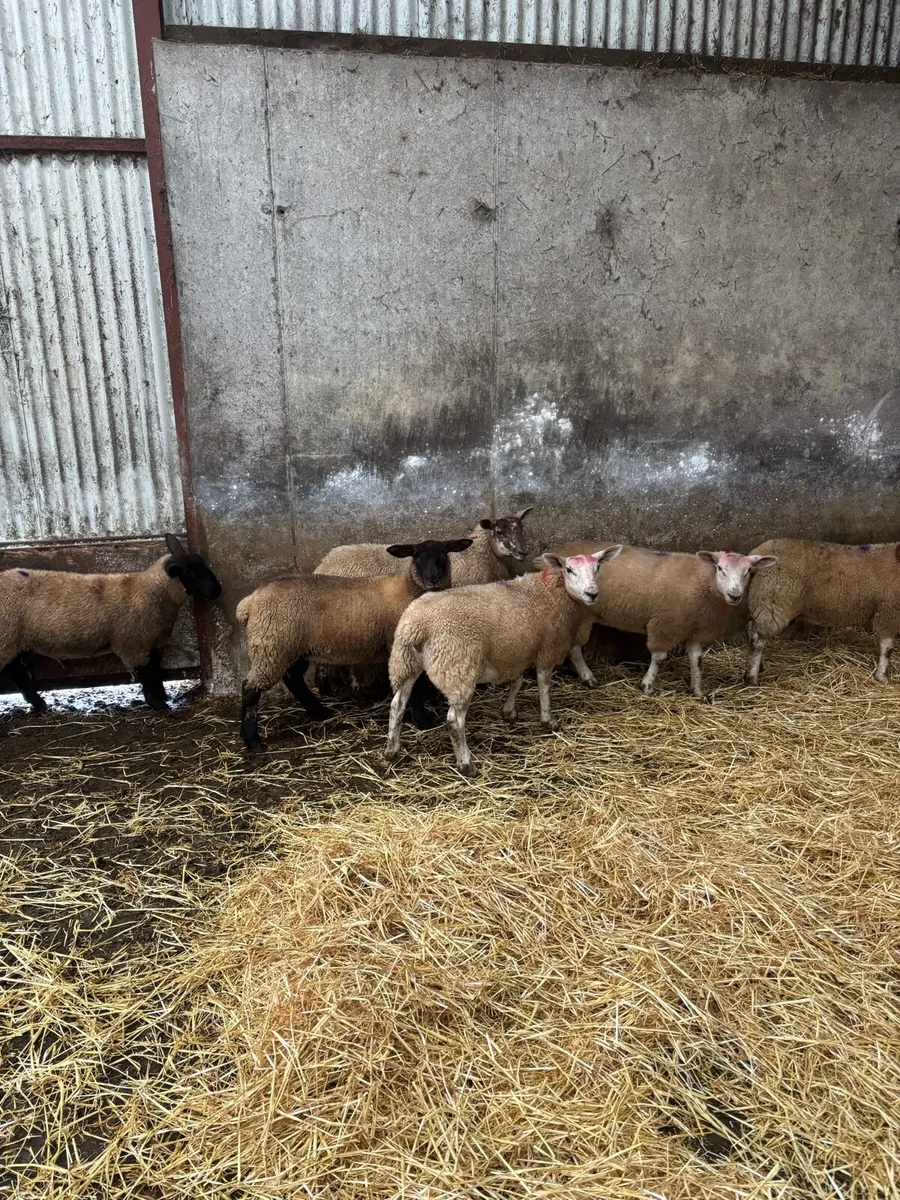 Suffolk x texel ewe lambs - Image 2