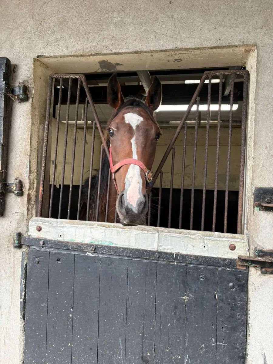 Thoroughbred yearling companion/broodmare prospect - Image 3