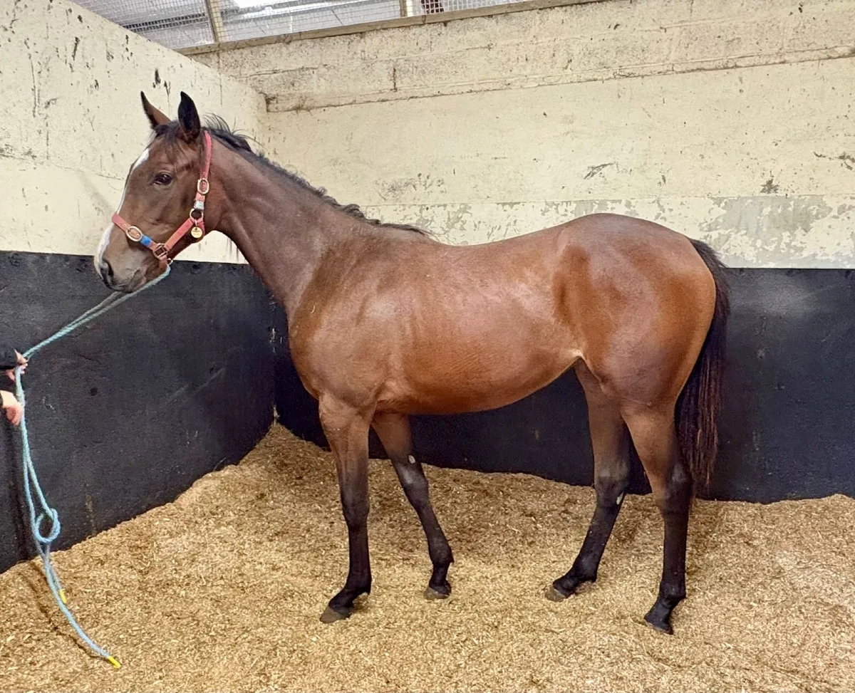 Thoroughbred yearling companion/broodmare prospect - Image 1