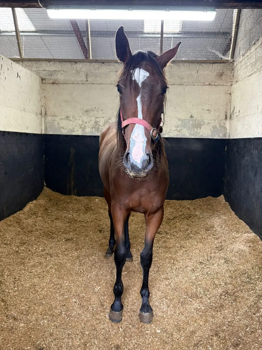Thoroughbred yearling companion/broodmare prospect - Image 4