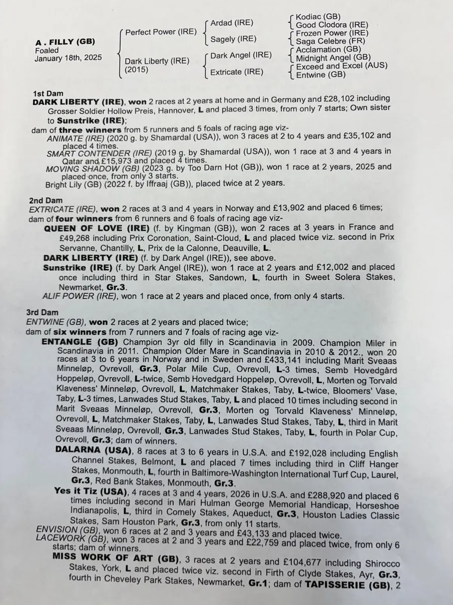 Thoroughbred yearling companion/broodmare prospect - Image 2