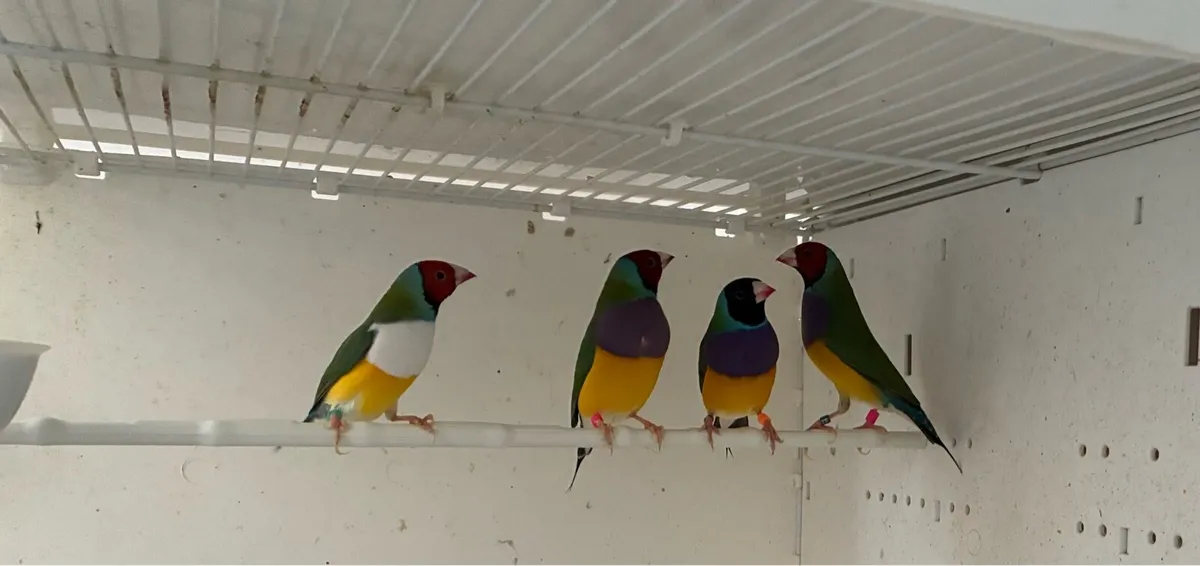 Gouldian Finches. - Image 1