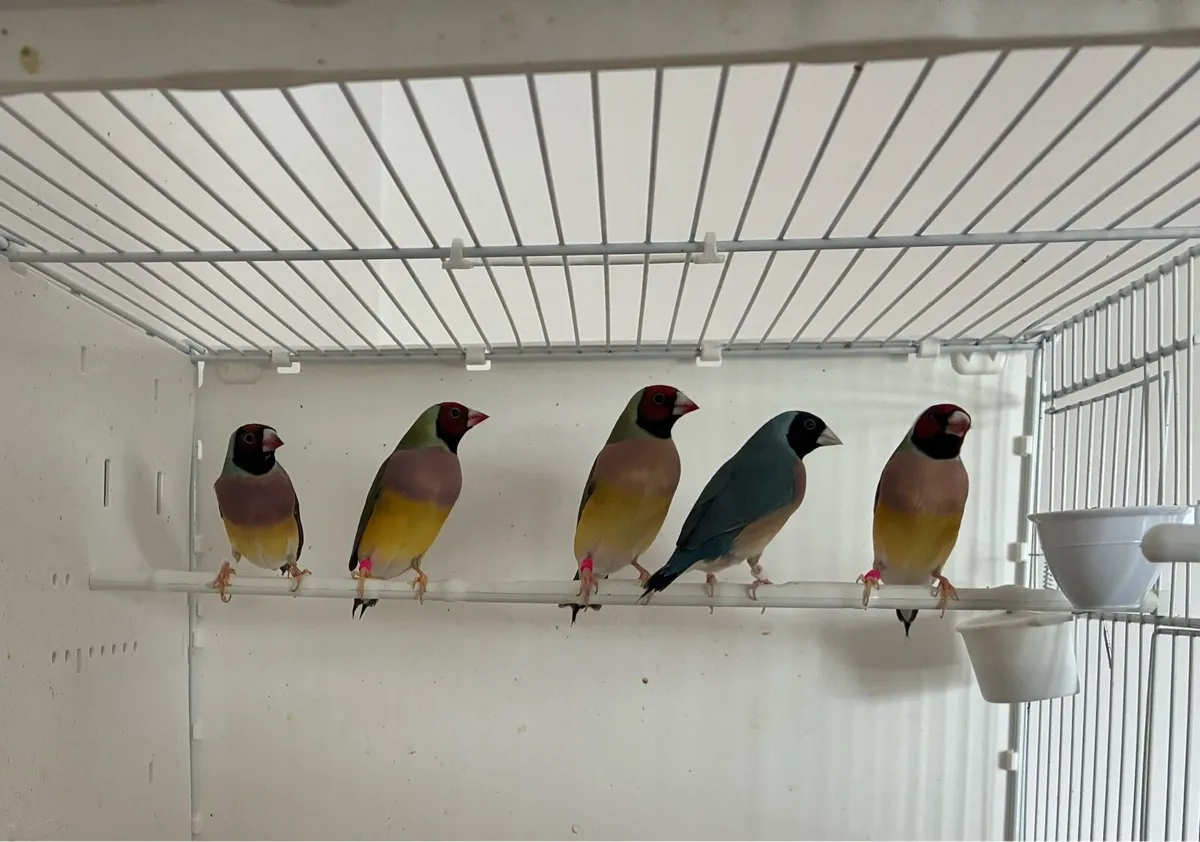 Gouldian Finches. - Image 2