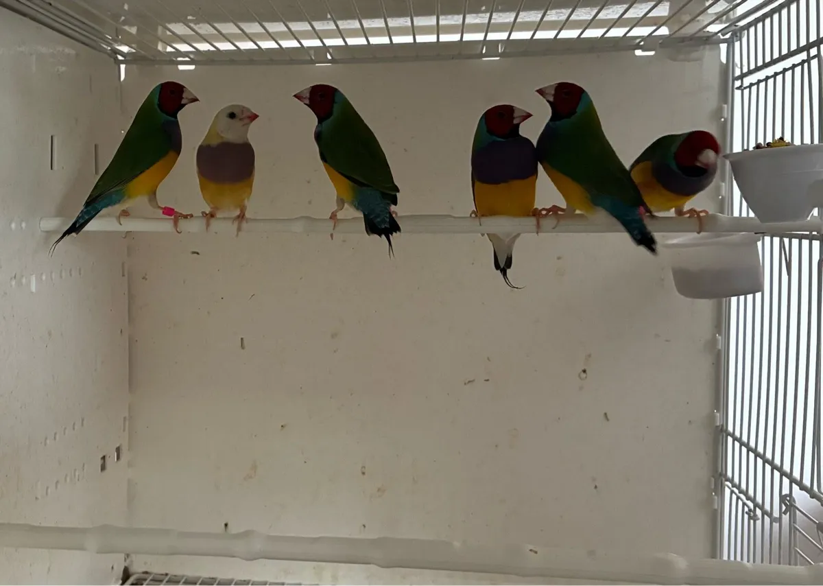 Gouldian Finches. - Image 3