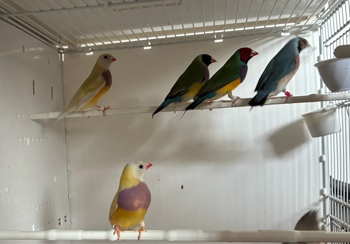 Gouldian Finches. - Image 4