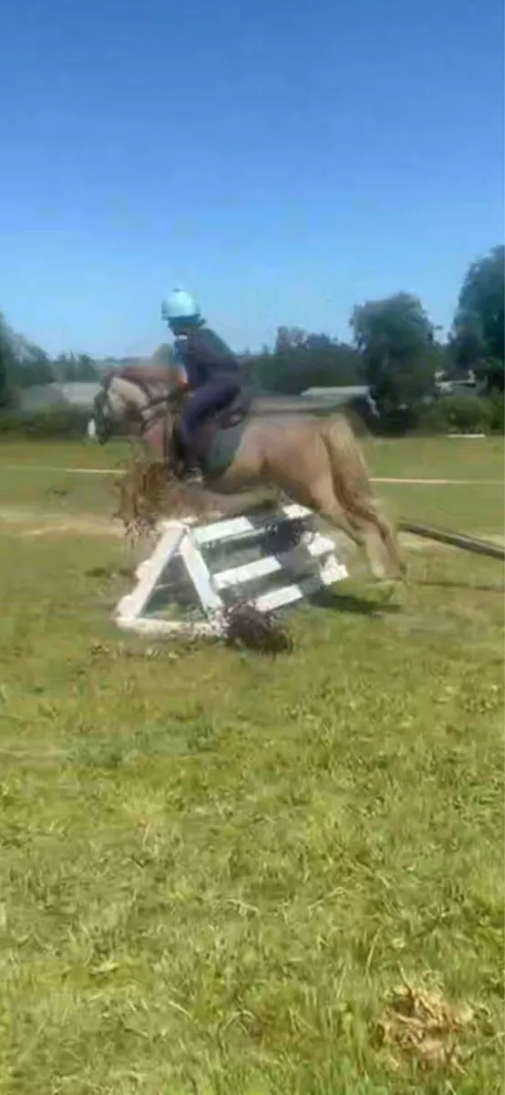 Pony - Image 3