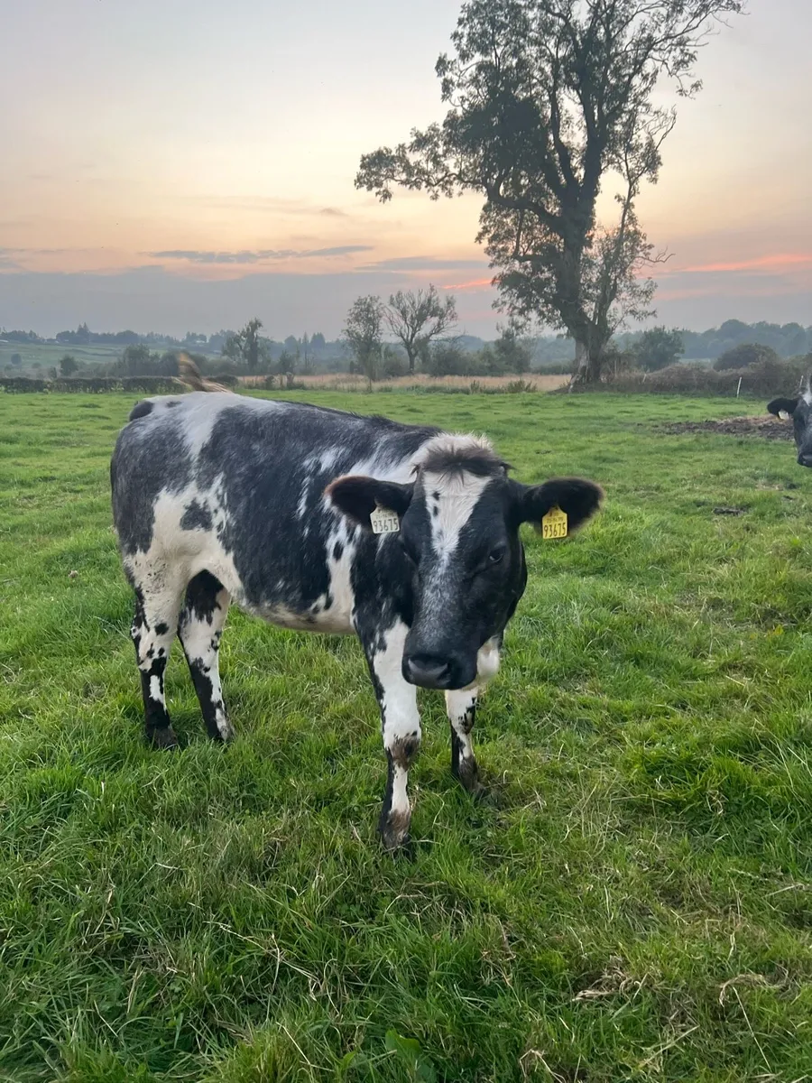 Heifers - Image 3