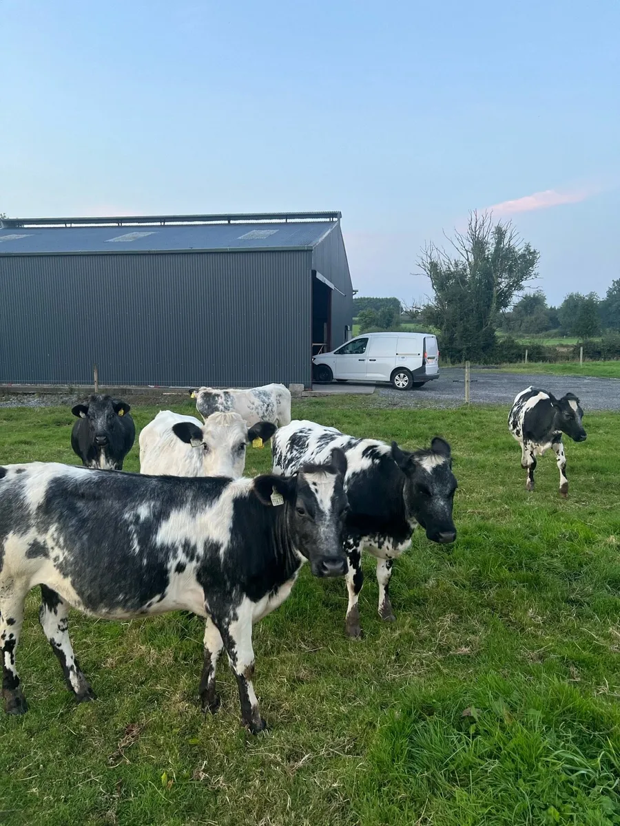 Heifers - Image 4