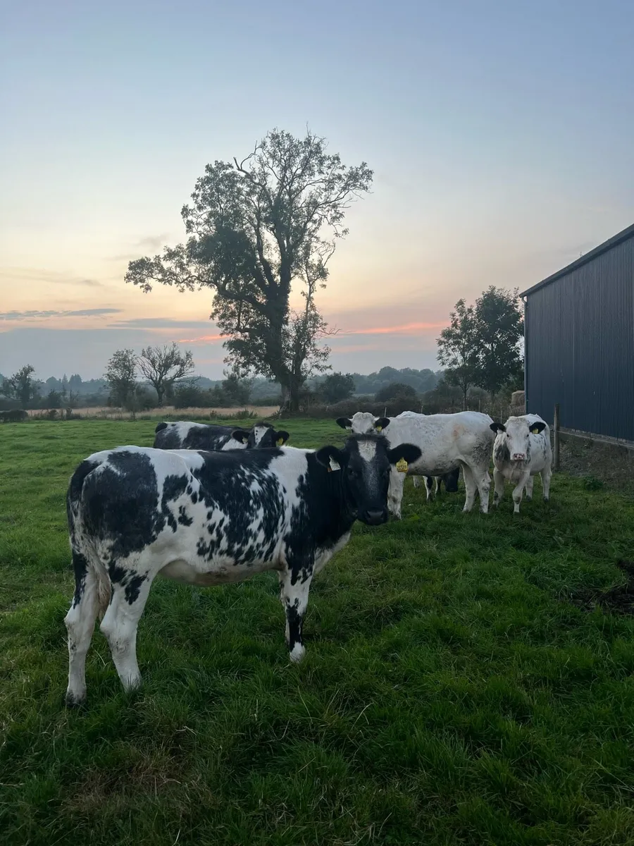 Heifers - Image 1