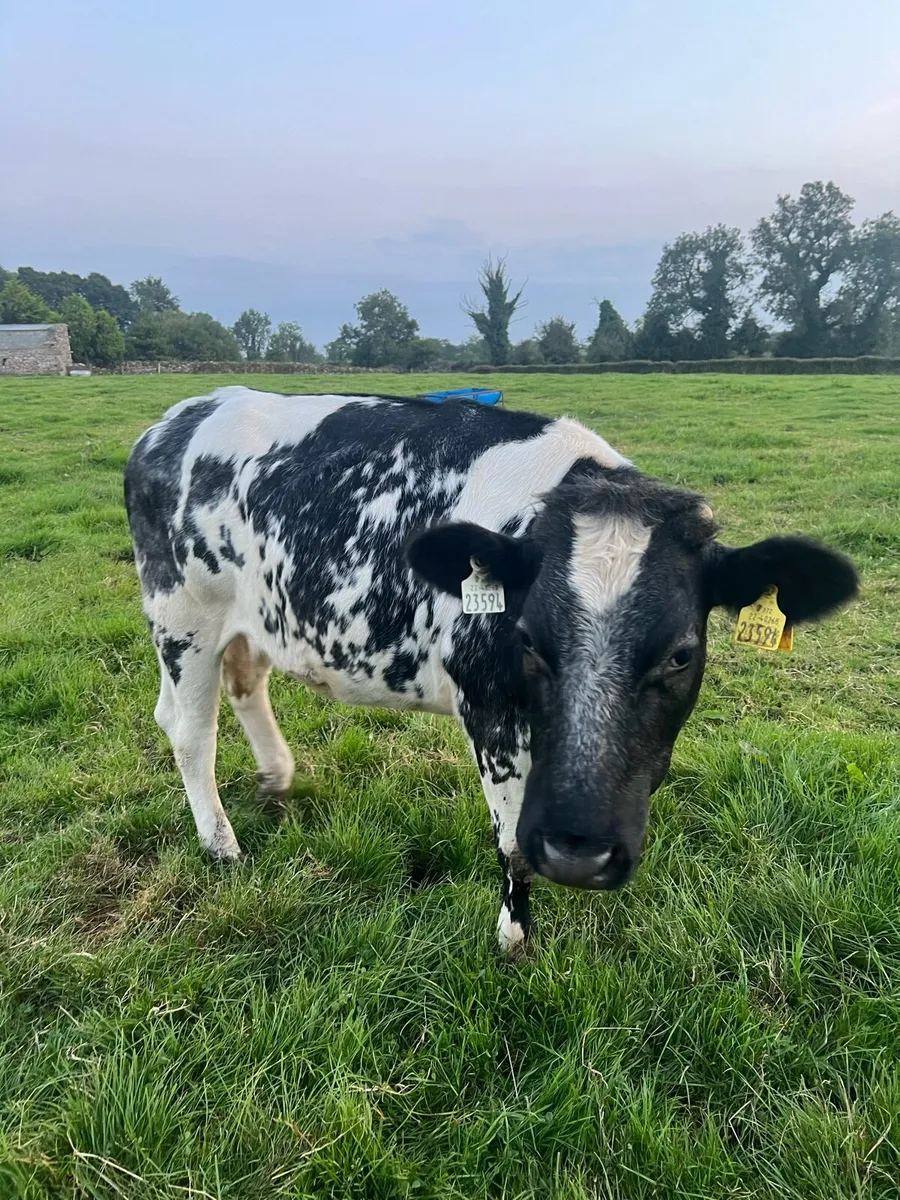 Heifers - Image 2