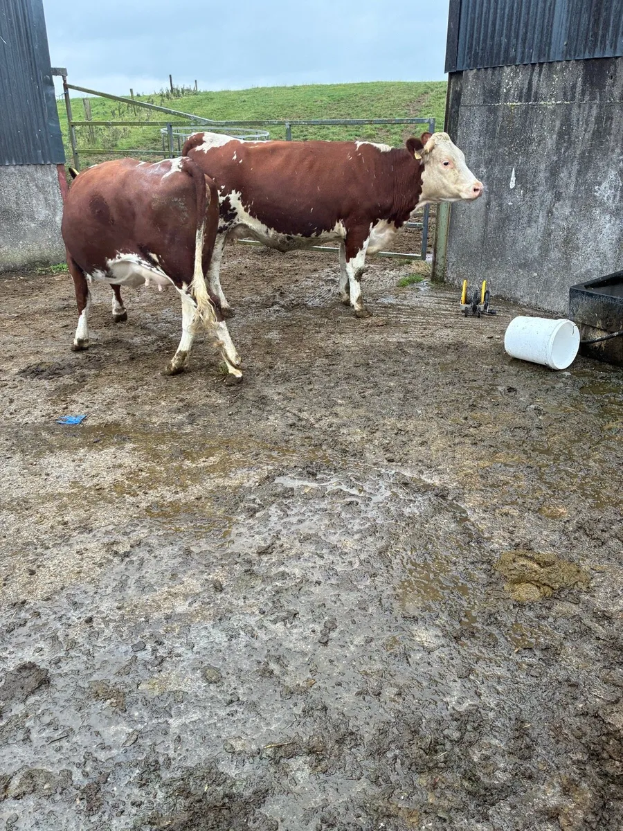 Springing heifers - Image 3