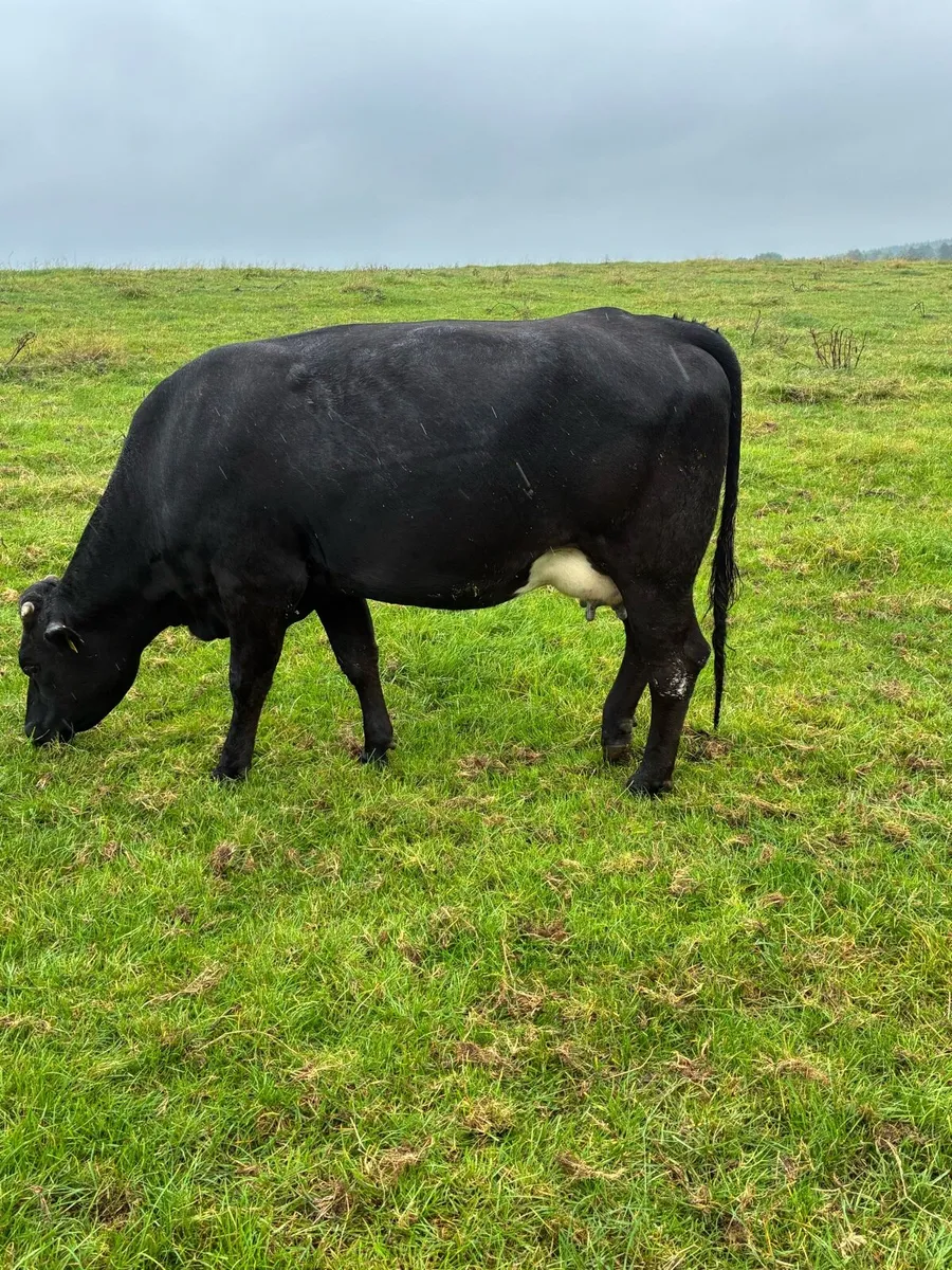 Springing heifers - Image 2