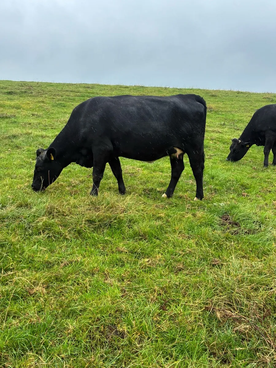 Springing heifers - Image 1