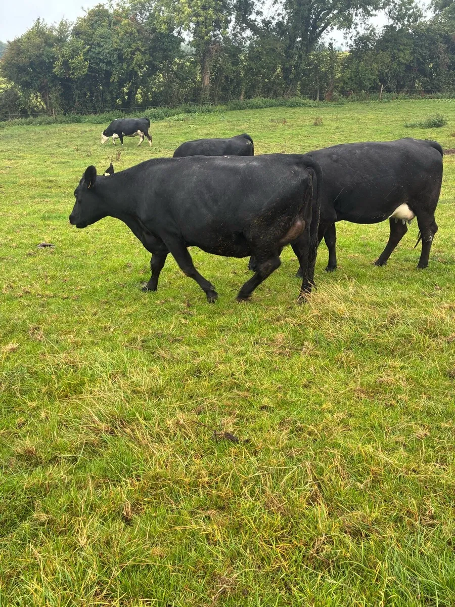 Springing heifers - Image 4