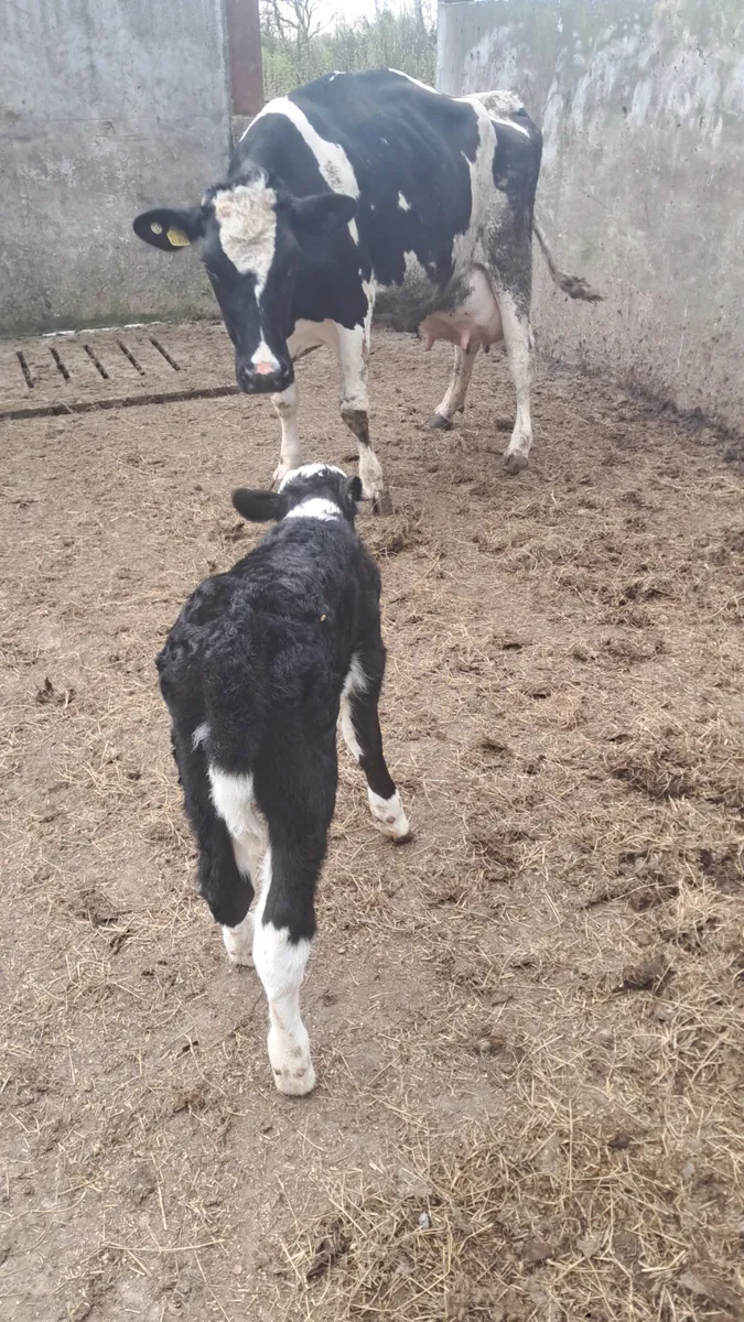 Reared calves wanted