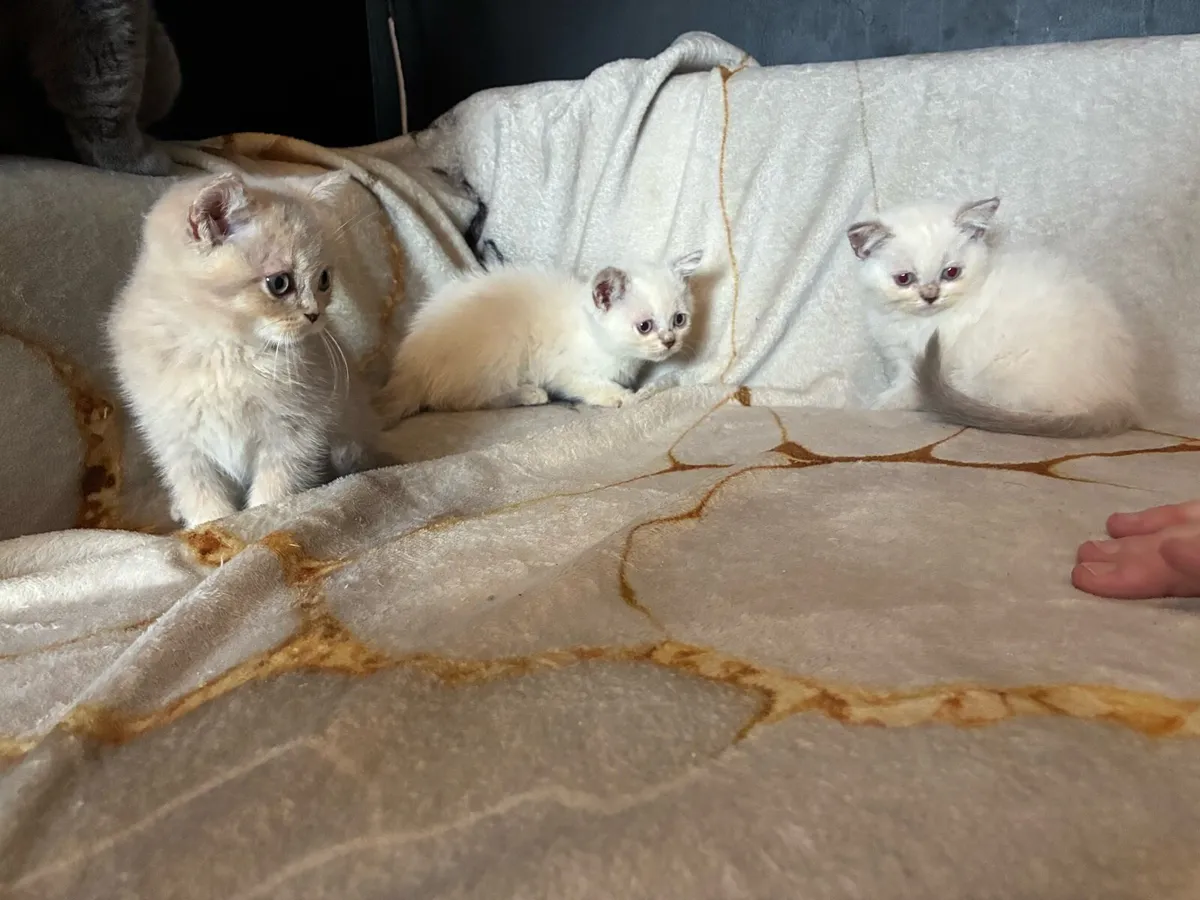 British shorthair kitten - Image 2