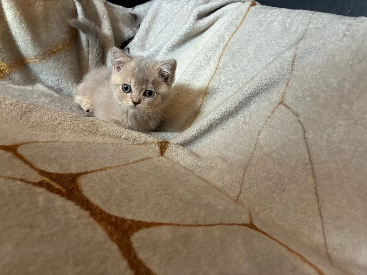 British shorthair kitten - Image 3