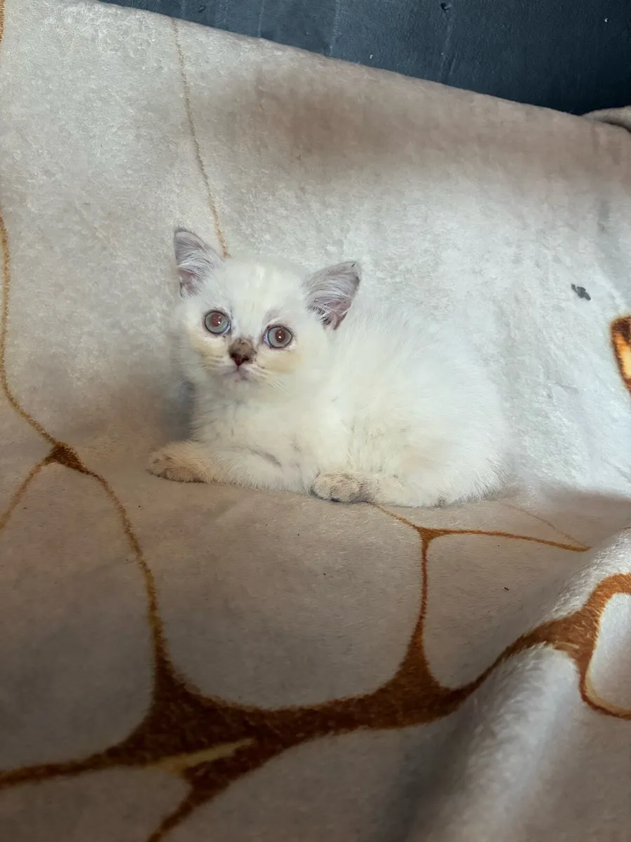 British shorthair kitten - Image 4