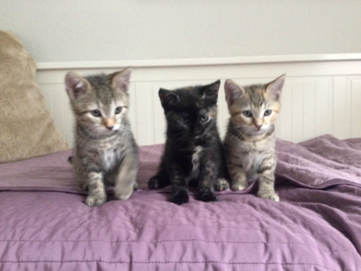 Beautiful 8-week-old kittens - Image 1