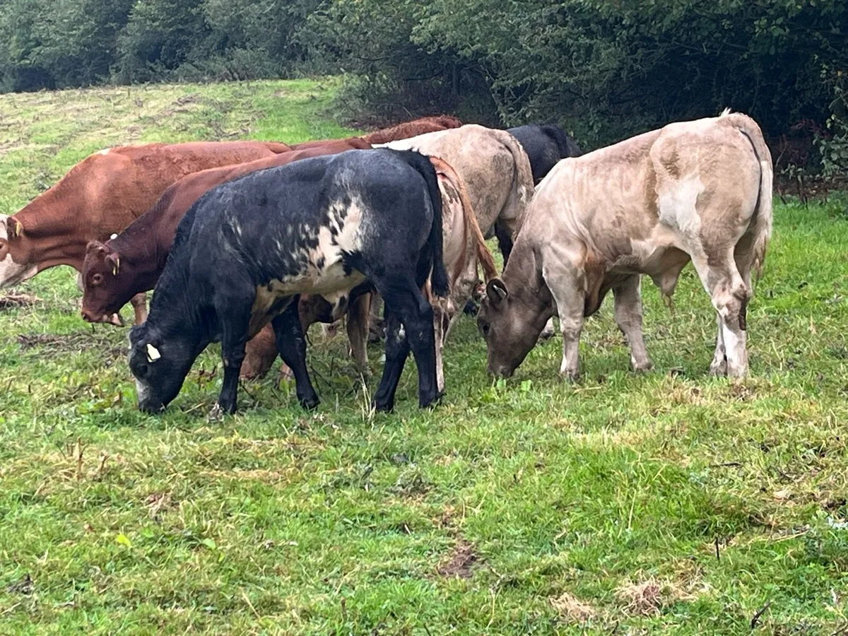 Super Weaned Suckler Bred Bull Weanlings - Image 3
