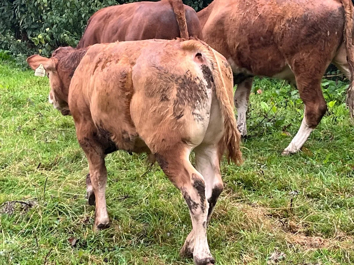 Super Weaned Suckler Bred Bull Weanlings - Image 1