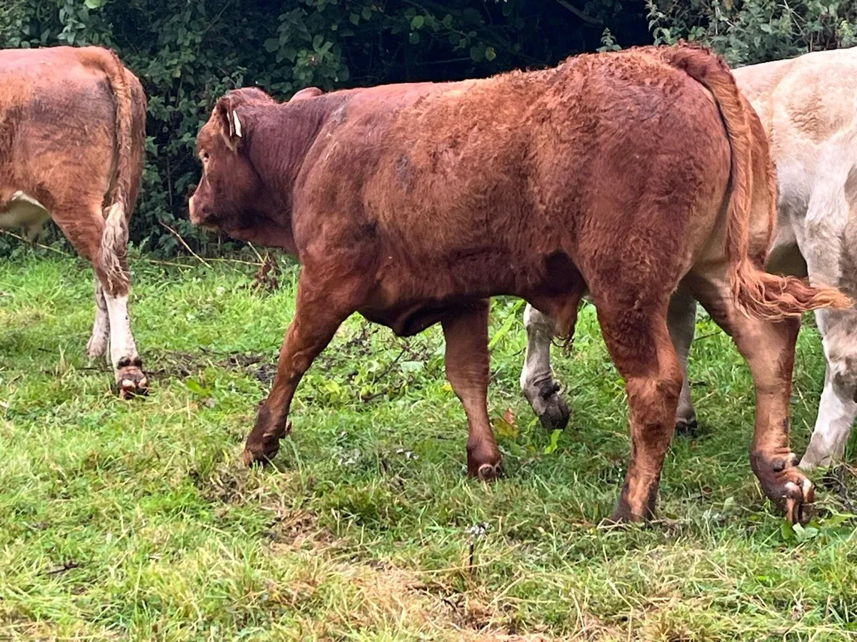 Super Weaned Suckler Bred Bull Weanlings - Image 4