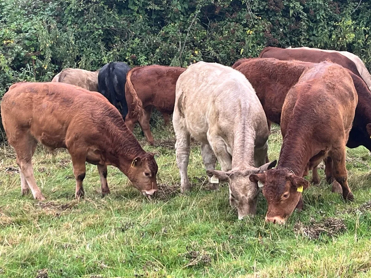 Super Weaned Suckler Bred Bull Weanlings - Image 2