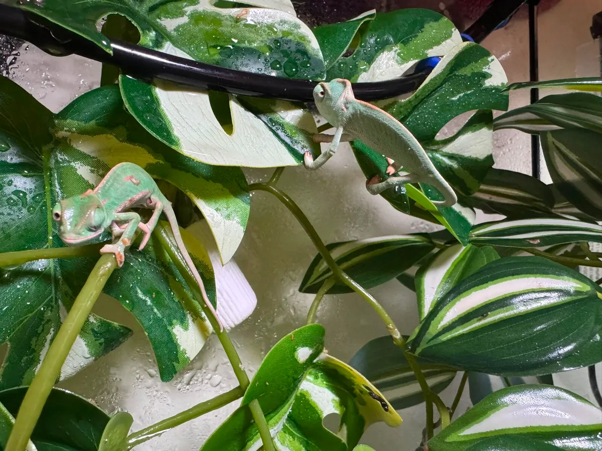 Baby Yemen Chameleons - Image 2