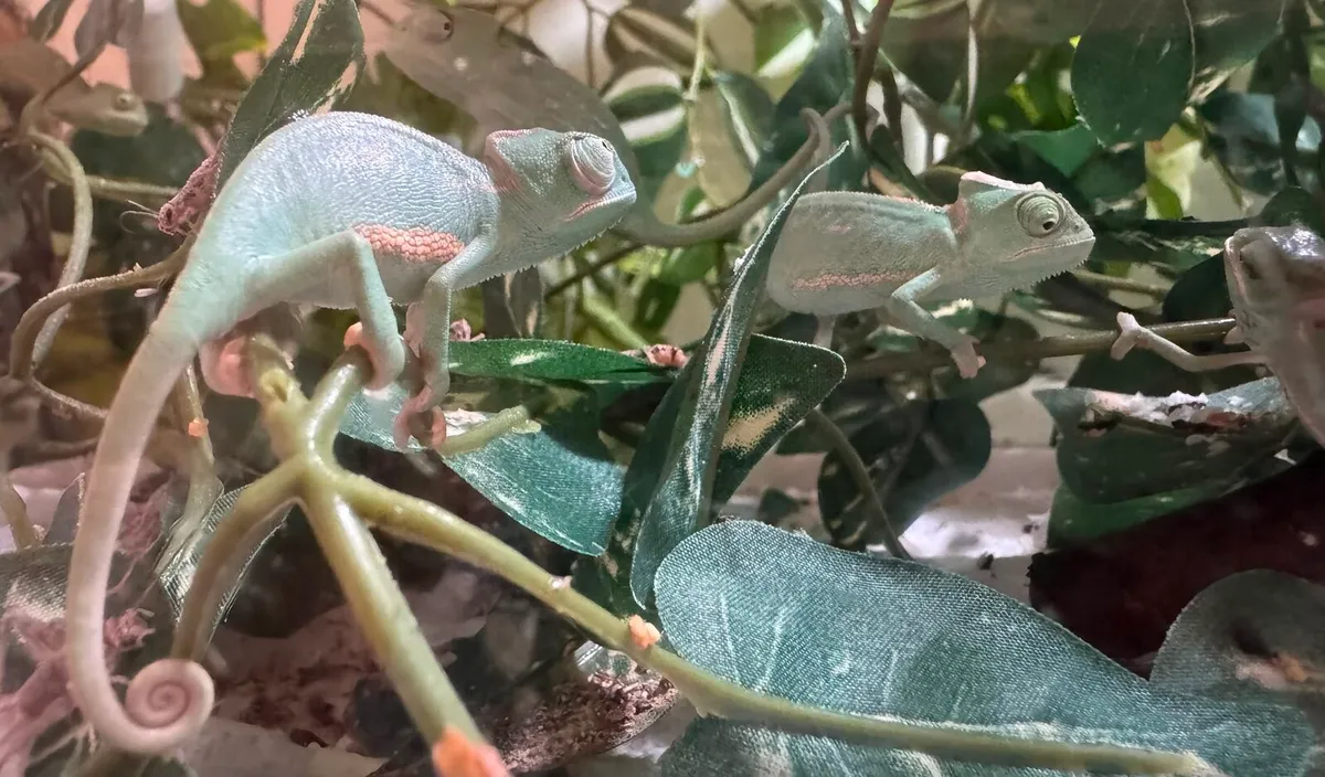 Baby Yemen Chameleons - Image 3