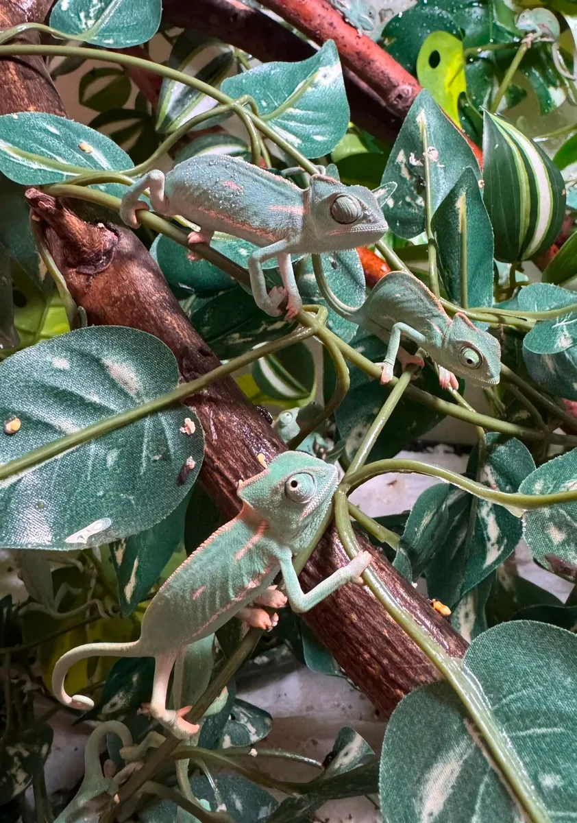 Baby Yemen Chameleons - Image 4