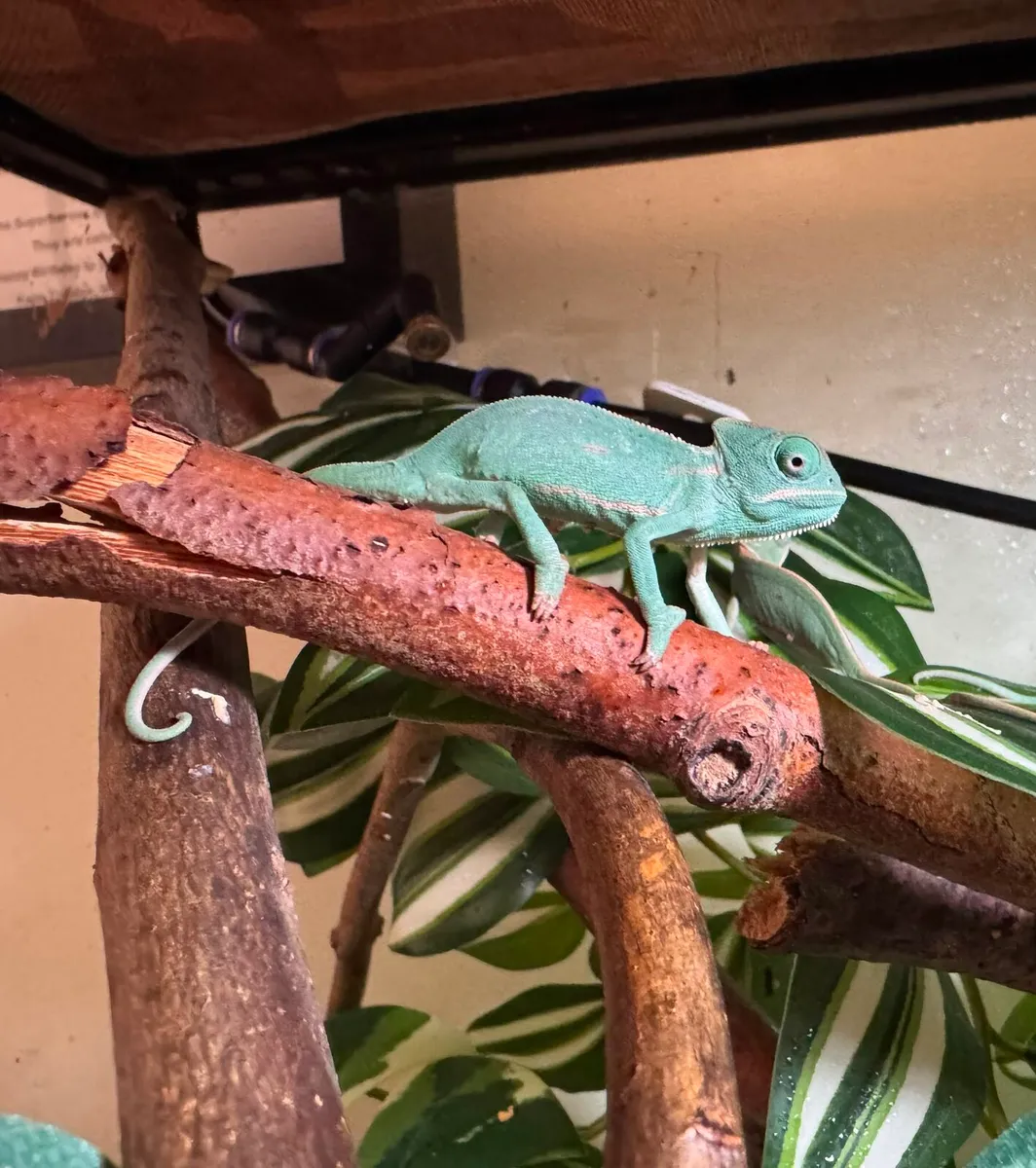 Baby Yemen Chameleons - Image 1