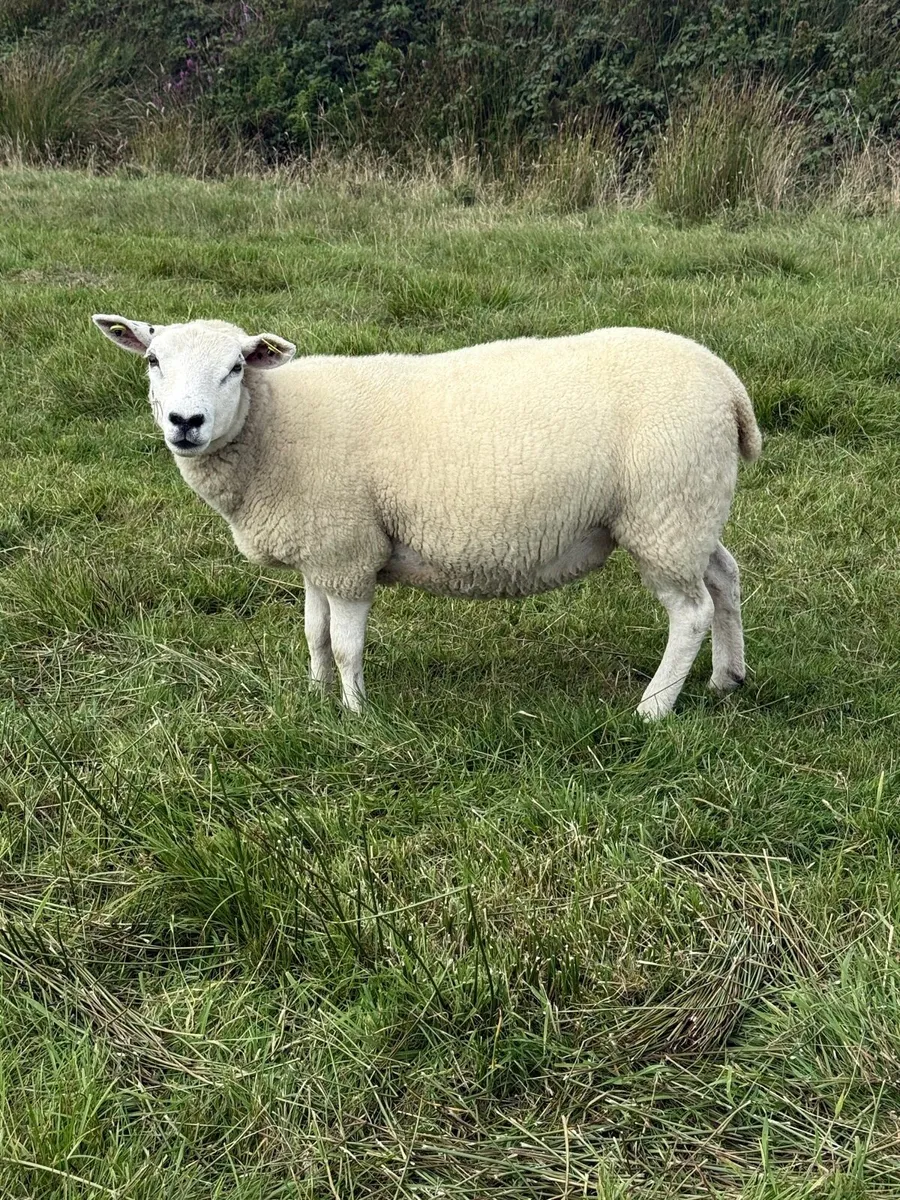 Texel X Hoggets - Image 1