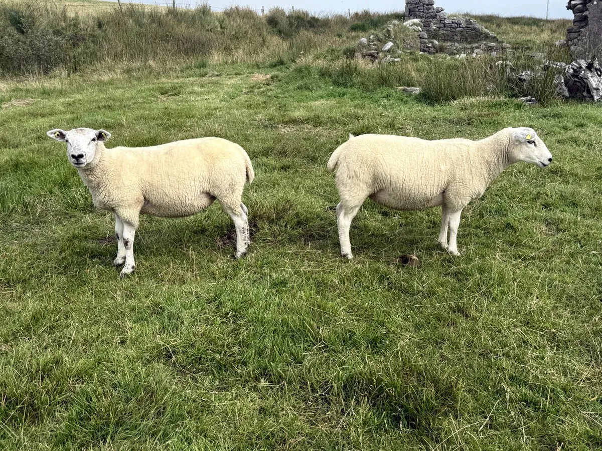 Texel X Hoggets - Image 2