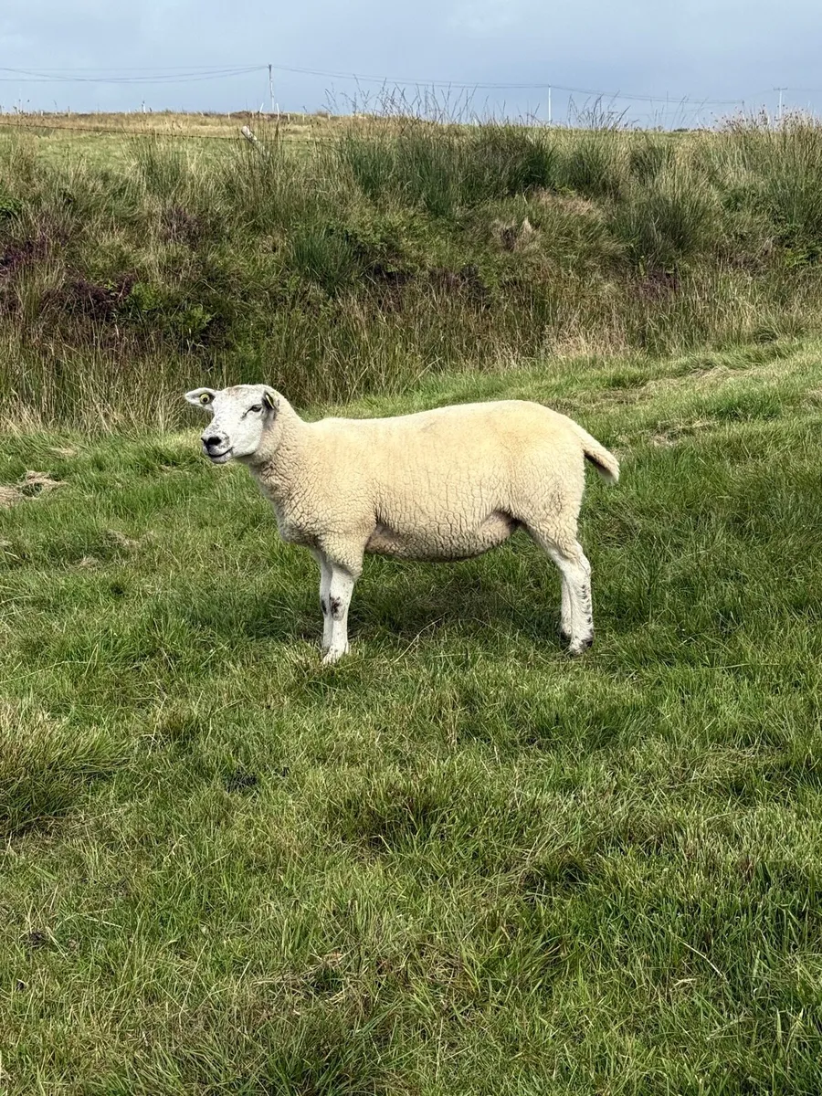 Texel X Hoggets - Image 4