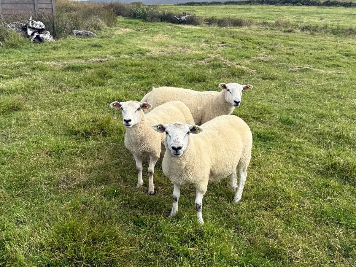 Texel X Hoggets - Image 3