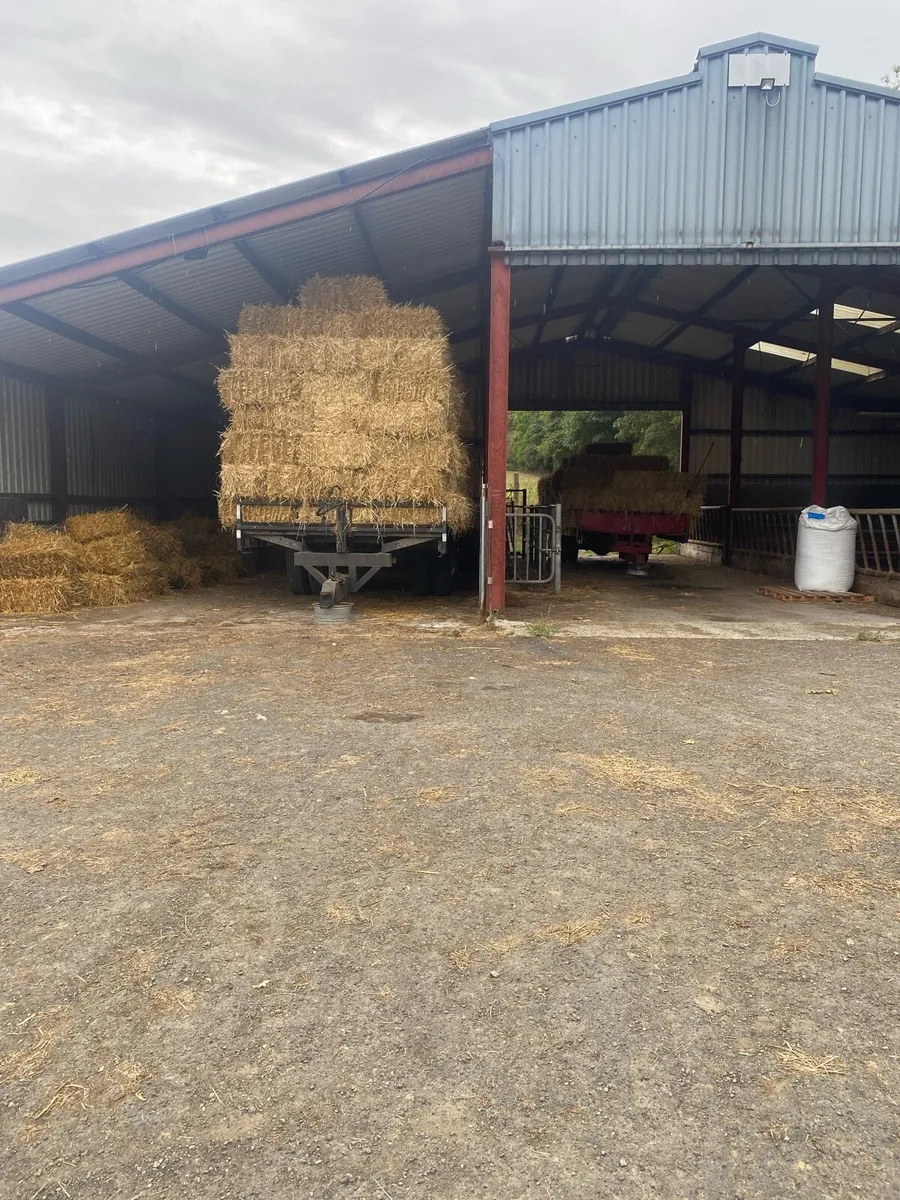 Small square bales of straw - Image 1