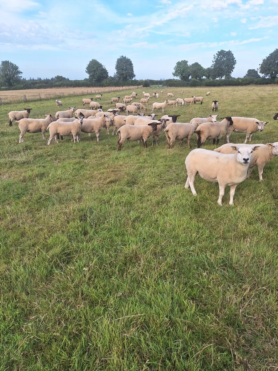 Hoggets for sale Co Offaly - Image 1