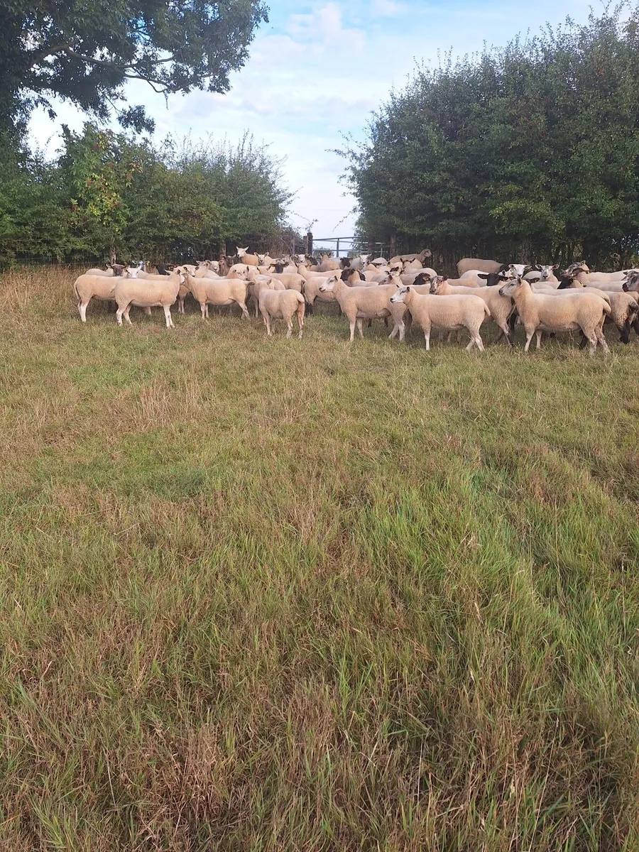 Hoggets for sale Co Offaly - Image 2