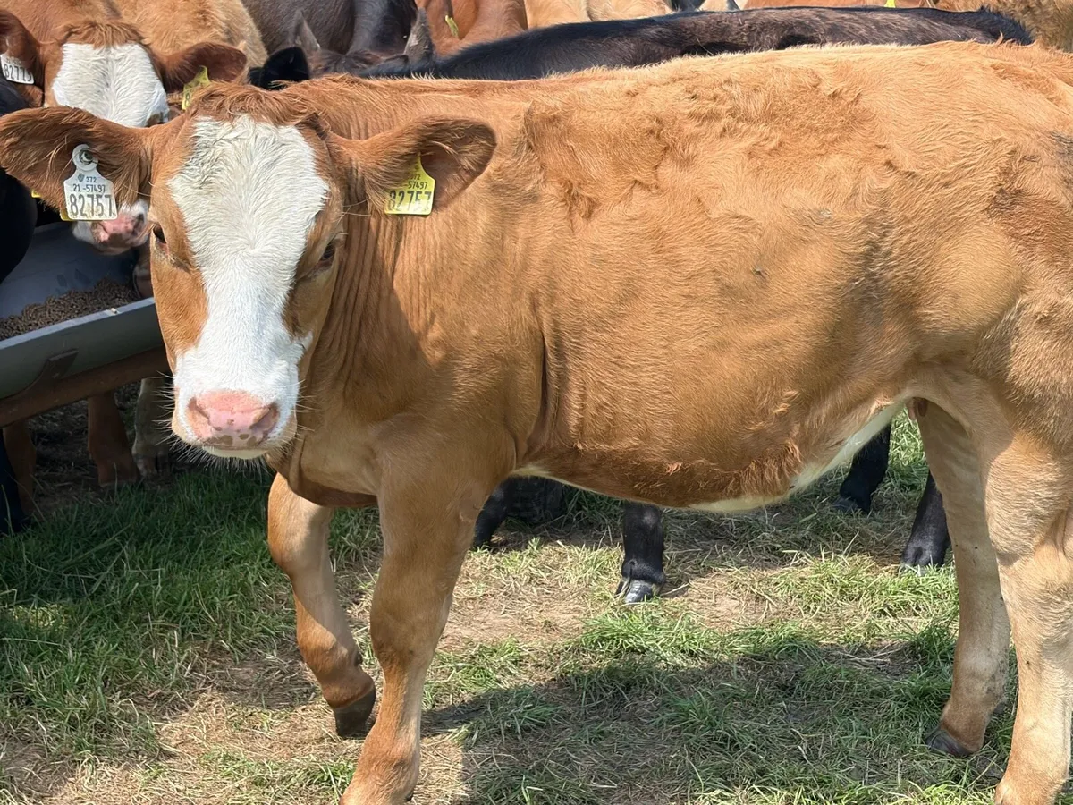 Beef cattle - Image 2