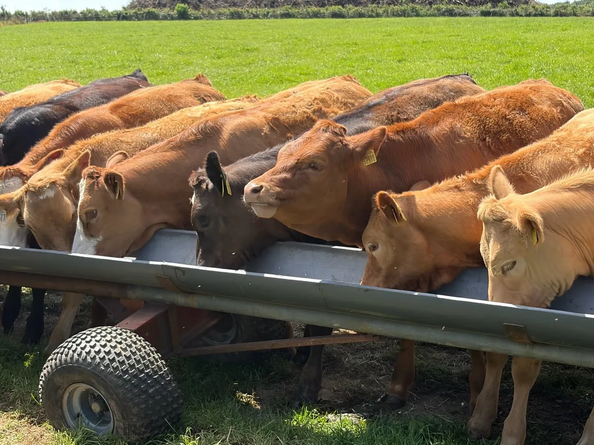 Beef cattle - Image 3