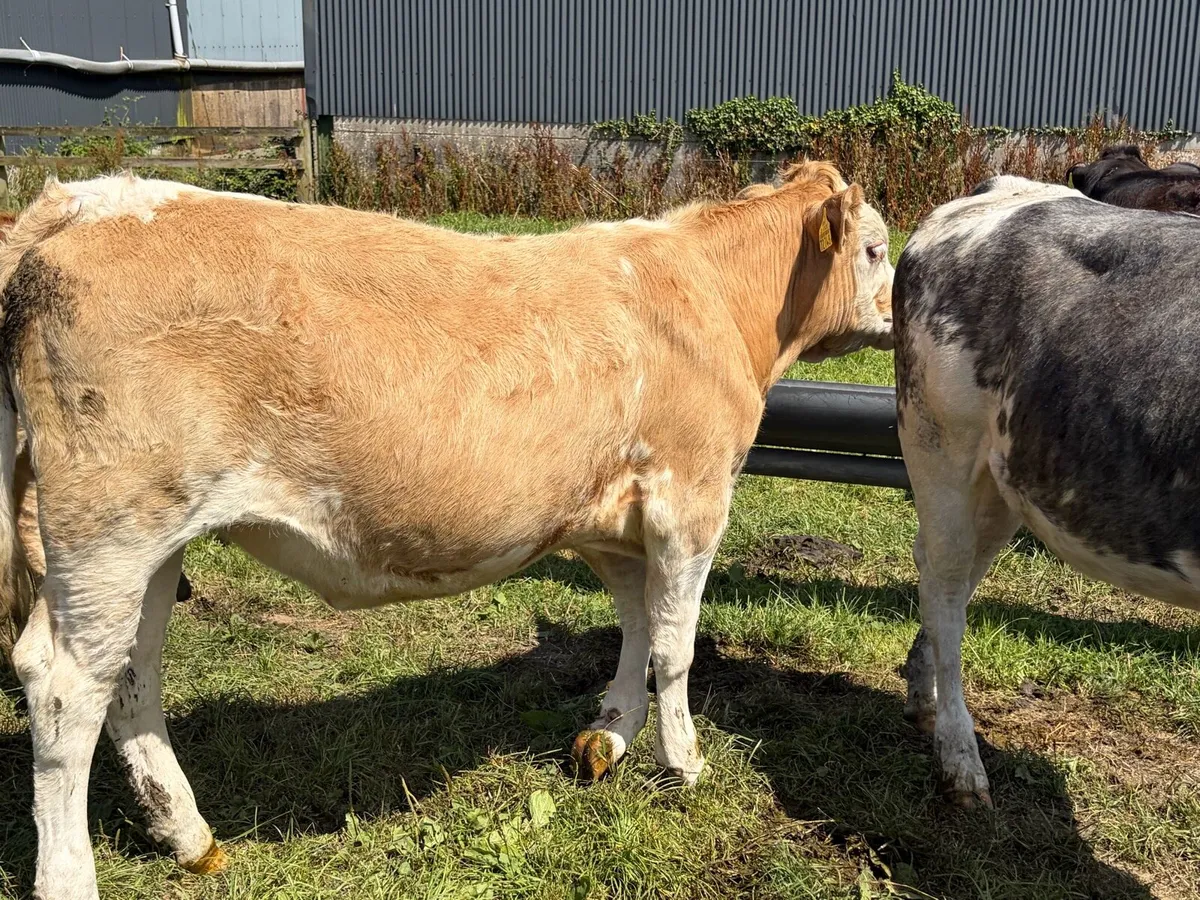Beef cattle - Image 1